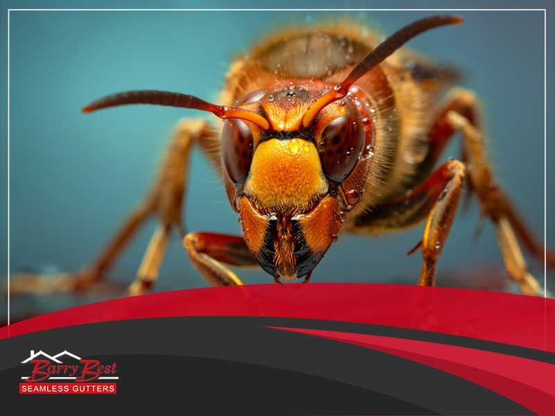 What is a Red Wasp? And How to Get Rid of Them Effectively?